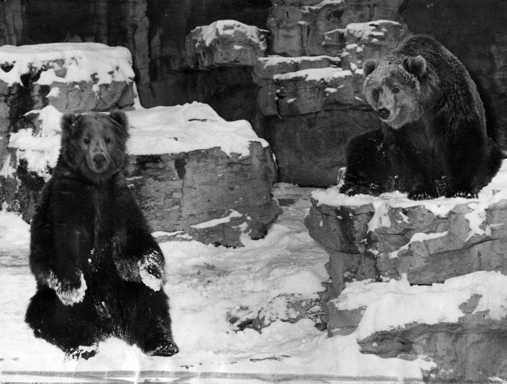 Bears at the St. Louis Zoo in 1948